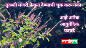 Tulsi Manjri Benefits